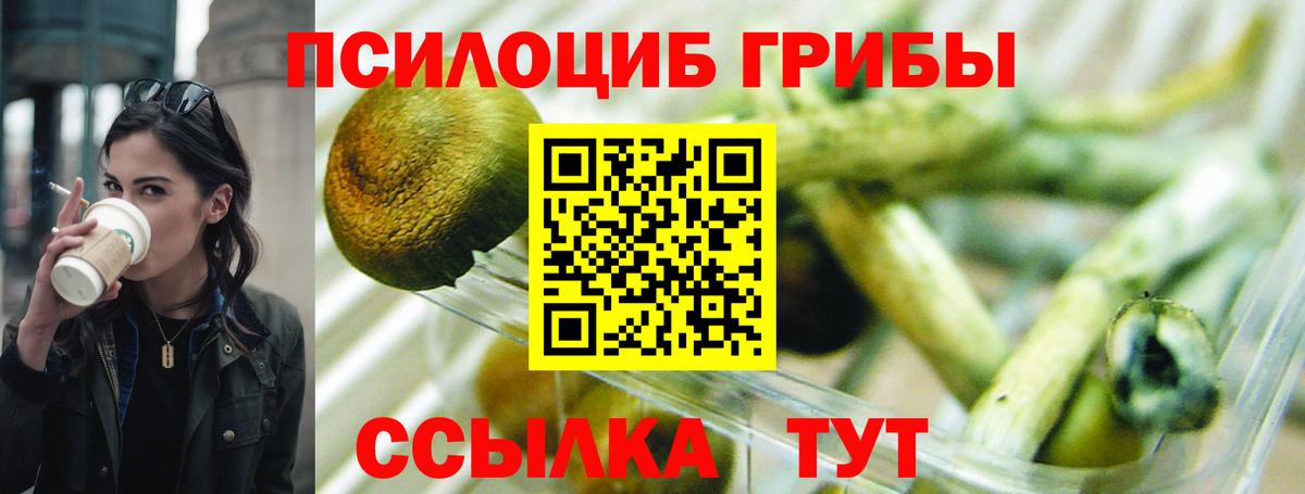 Шебекино  Псилоцибиновые грибы Cubensis  Вход с VPN 